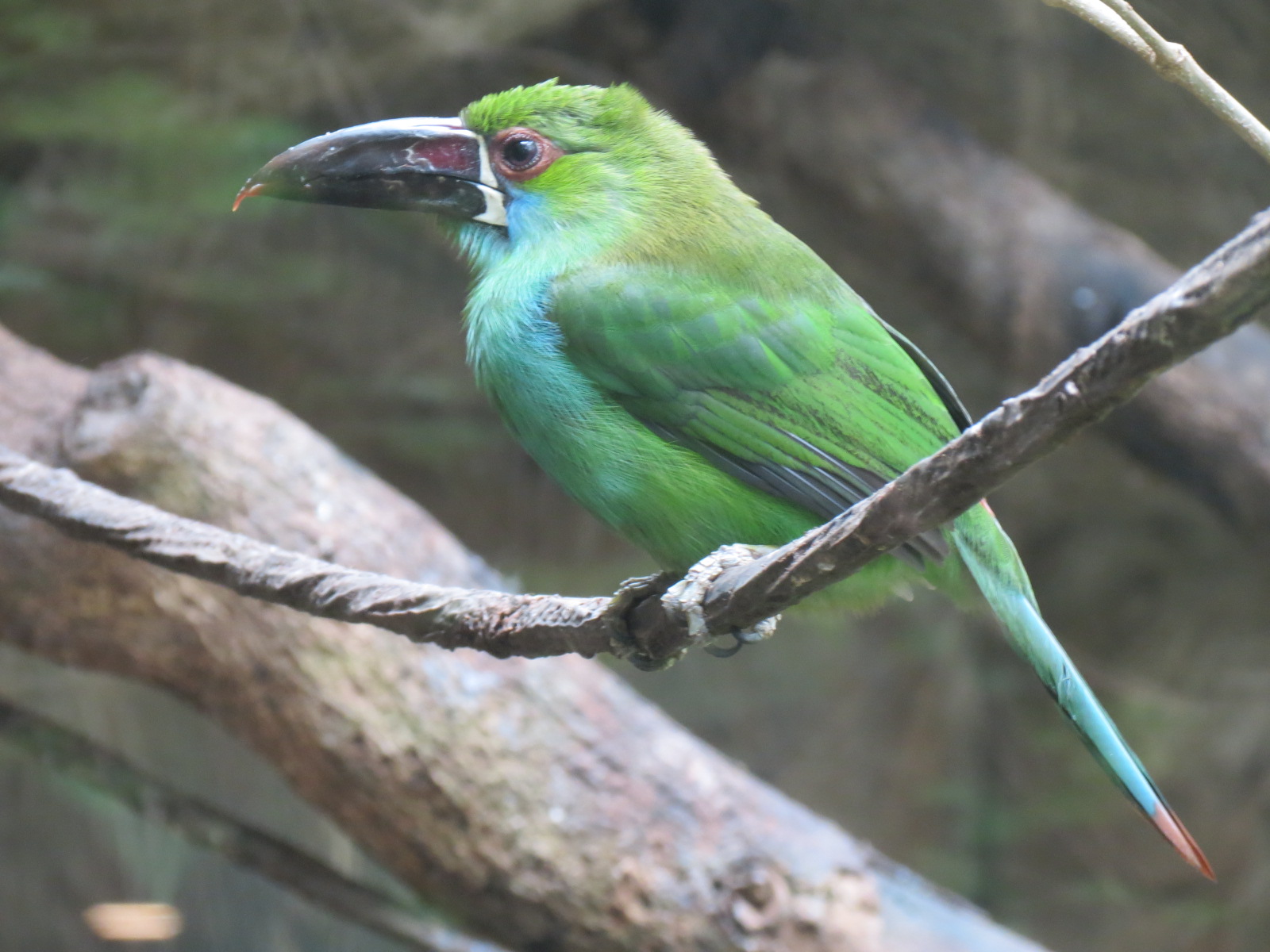 Orinoco Rainforest - Jungle Junction Exhibit - Crimson-rumped Toucanet