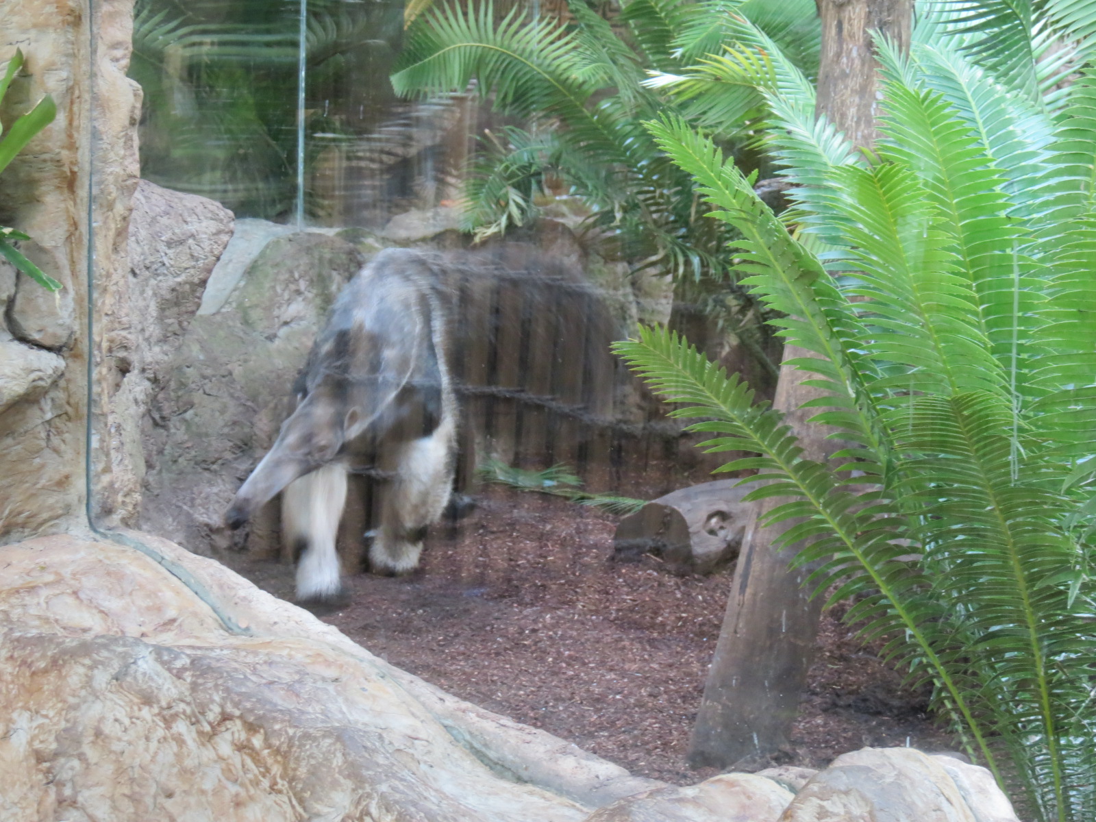 Orinoco Rainforest - Jungle Junction Exhibit - Giant Anteater