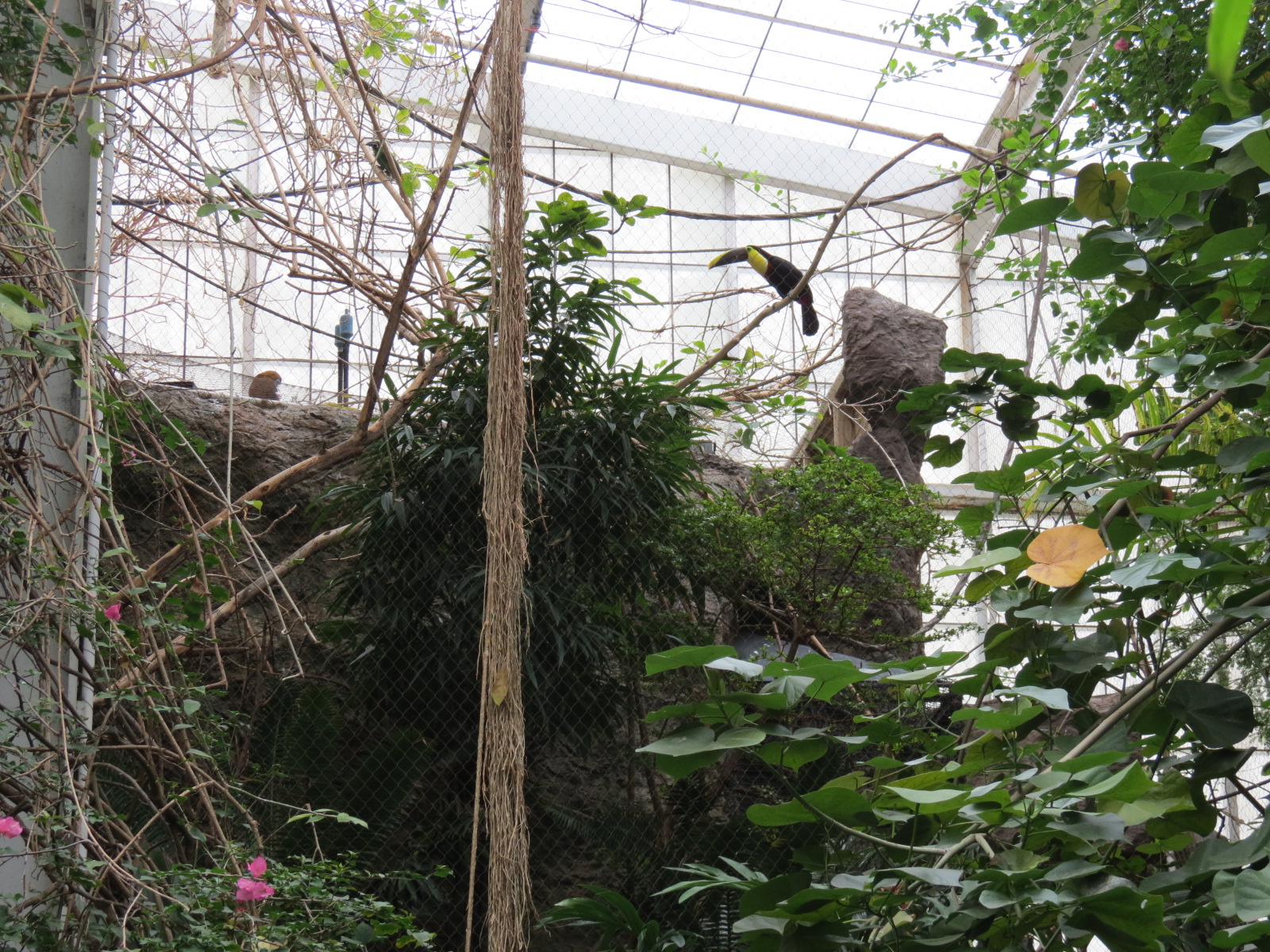 Orinoco Rainforest - Jungle Junction Exhibit - Swainsons Toucan