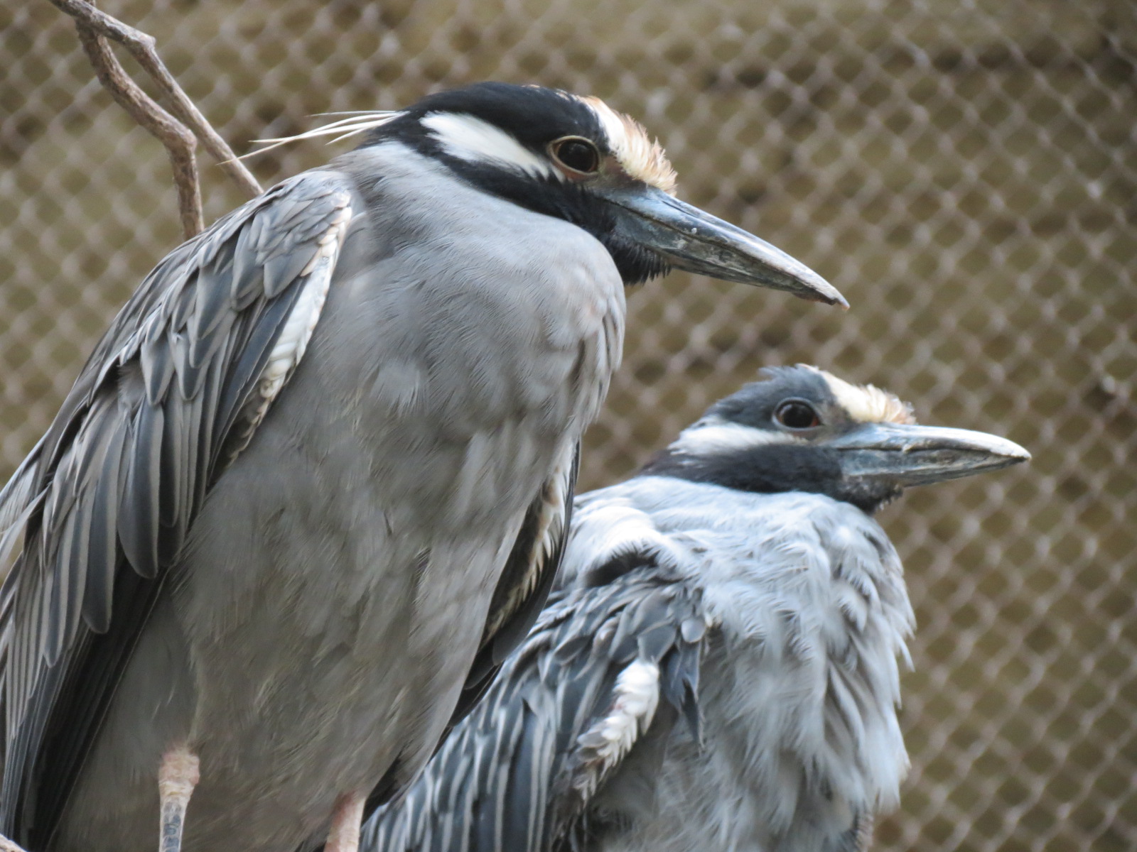 Orinoco Rainforest - Jungle Junction Exhibit - Yellow-crowned Night-heron
