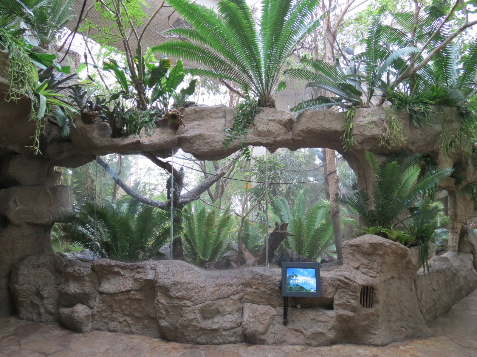 Orinoco Rainforest - Jungle Junction Exhibit