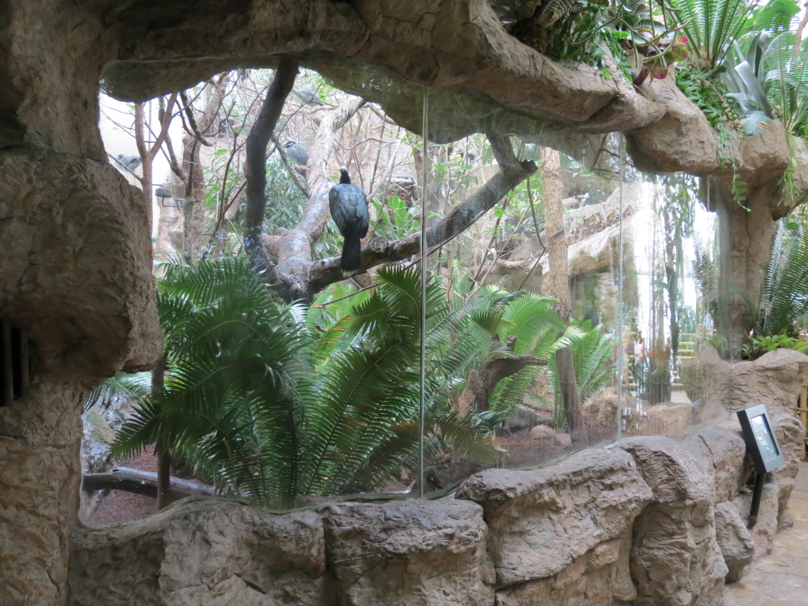Orinoco Rainforest - Jungle Junction Exhibit