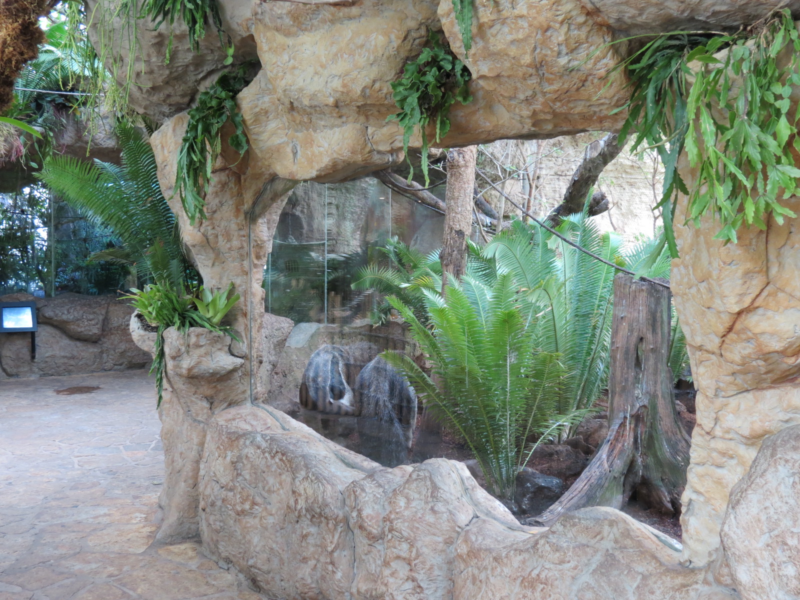 Orinoco Rainforest - Jungle Junction Exhibit