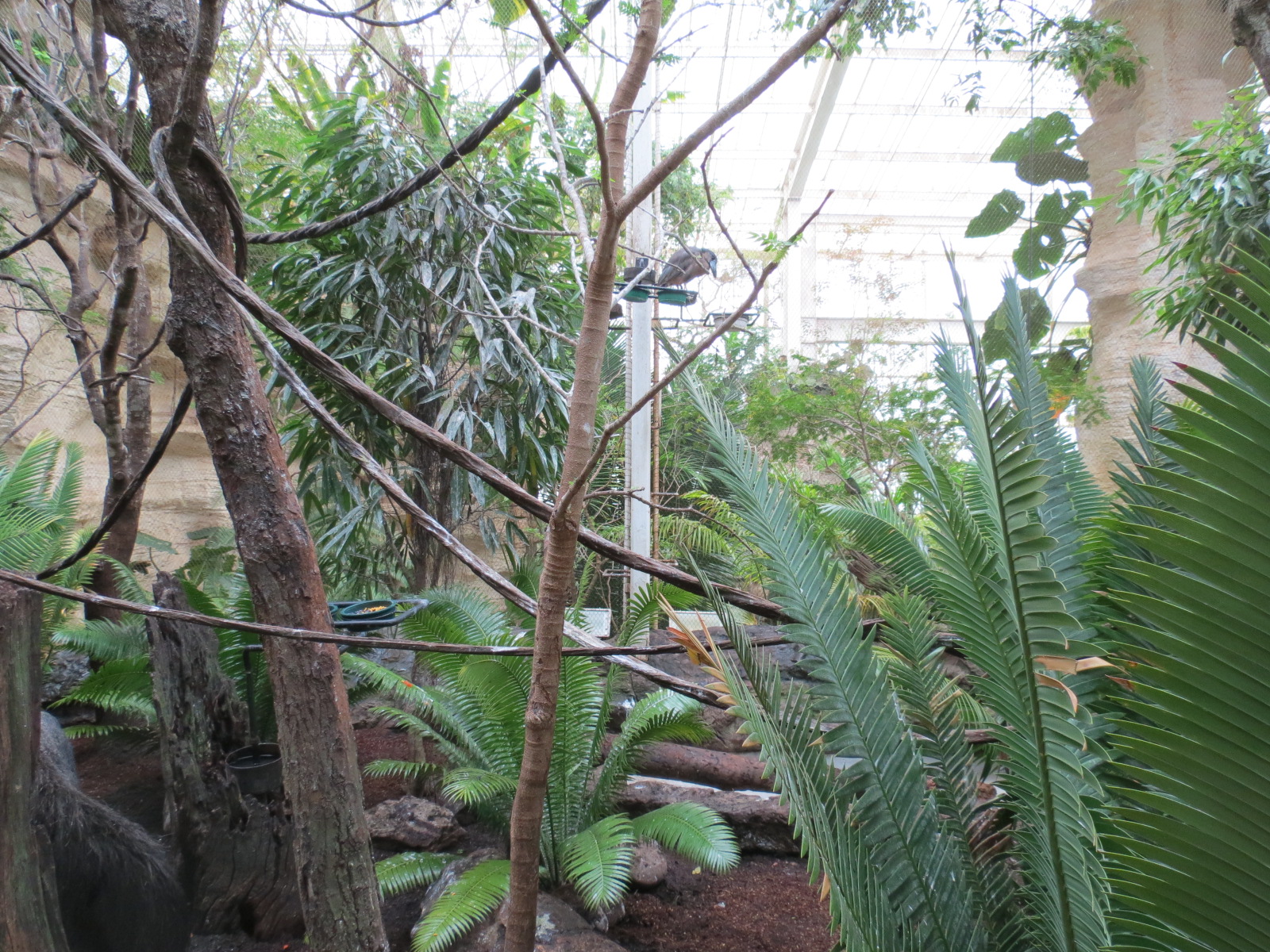 Orinoco Rainforest - Jungle Junction Exhibit