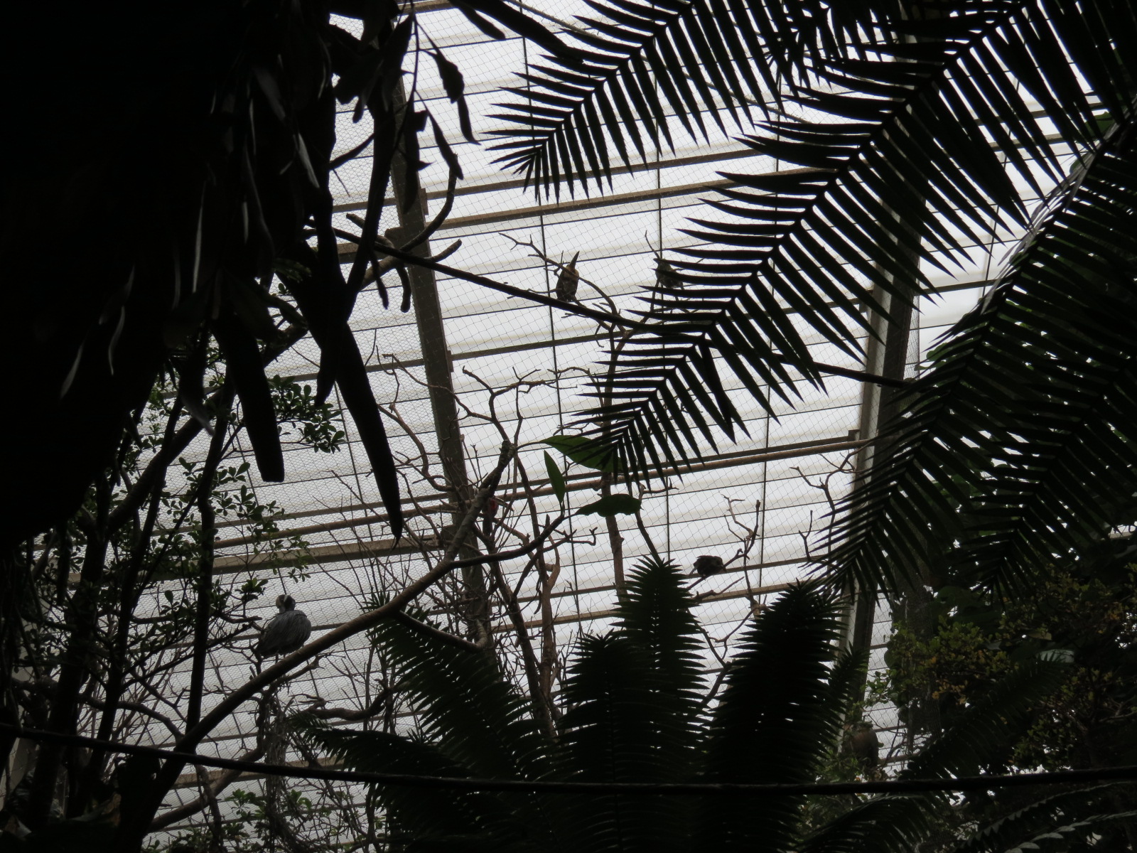 Orinoco Rainforest - Jungle Junction Exhibit