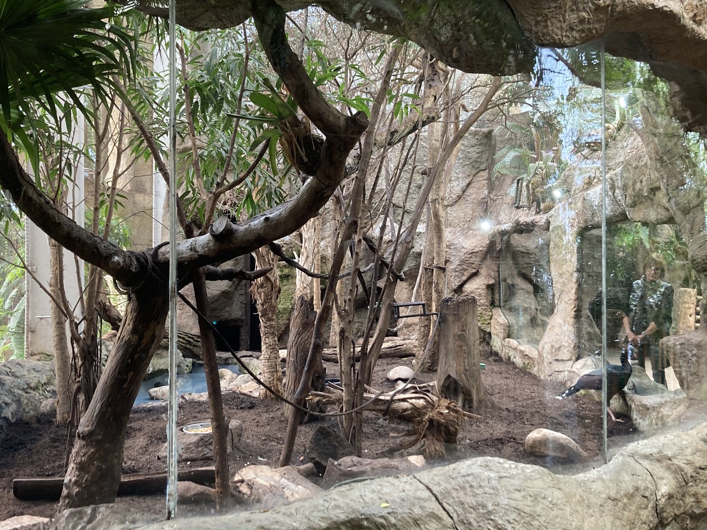 Orinoco Rainforest - Jungle Junction Exhibit