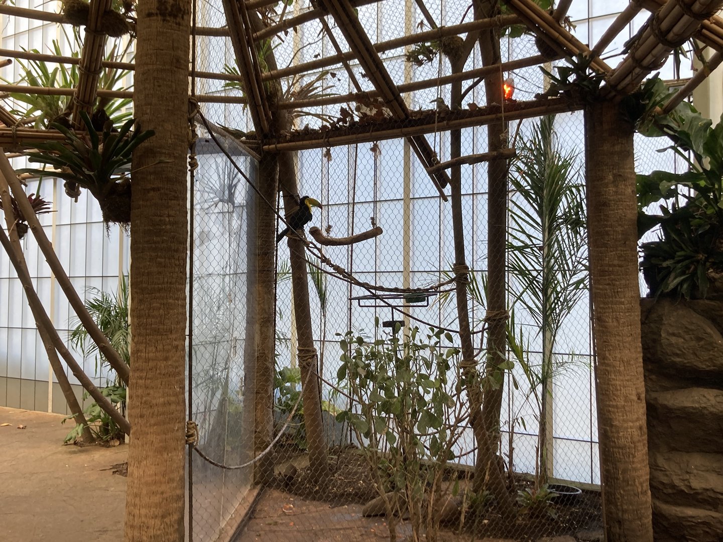 Orinoco Rainforest - Keel-Billed Toucan Exhibit