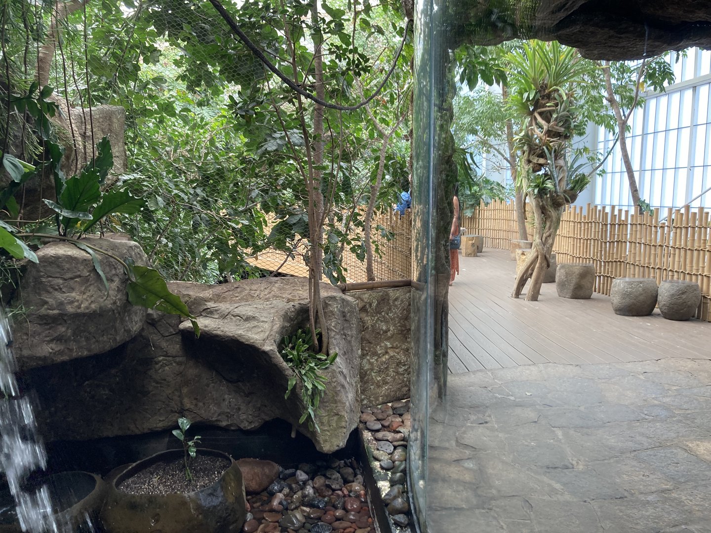 Orinoco Rainforest -  Lek Aviary