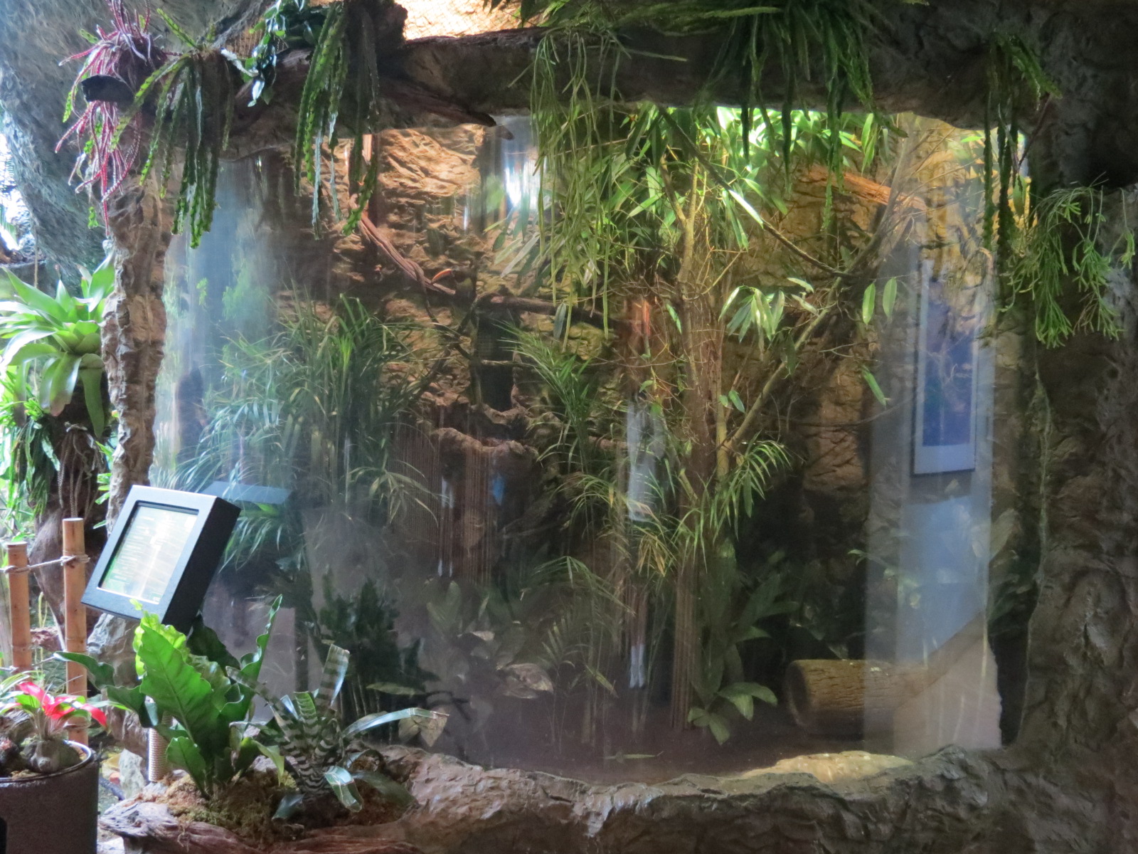 Orinoco Rainforest - Lettered Aracari and Burrowing Owl Exhibit