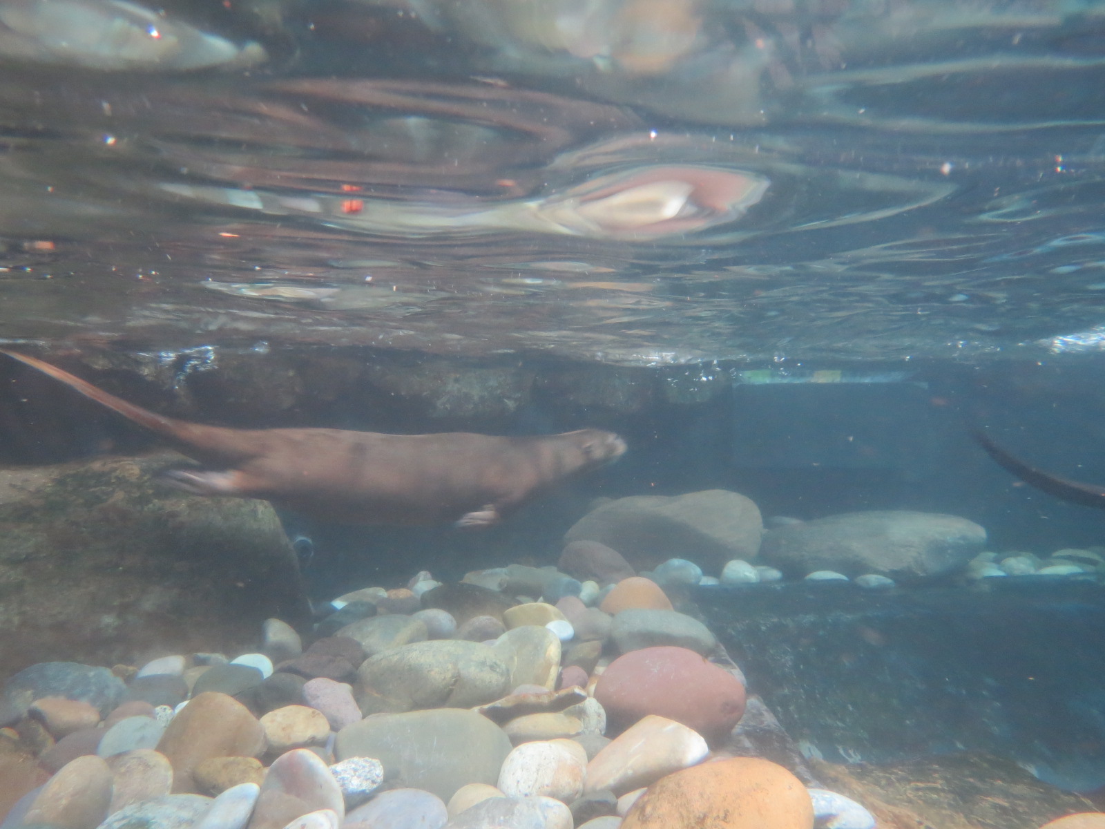 Orinoco Rainforest - Lobo del Rio Exhibit - Giant Otter