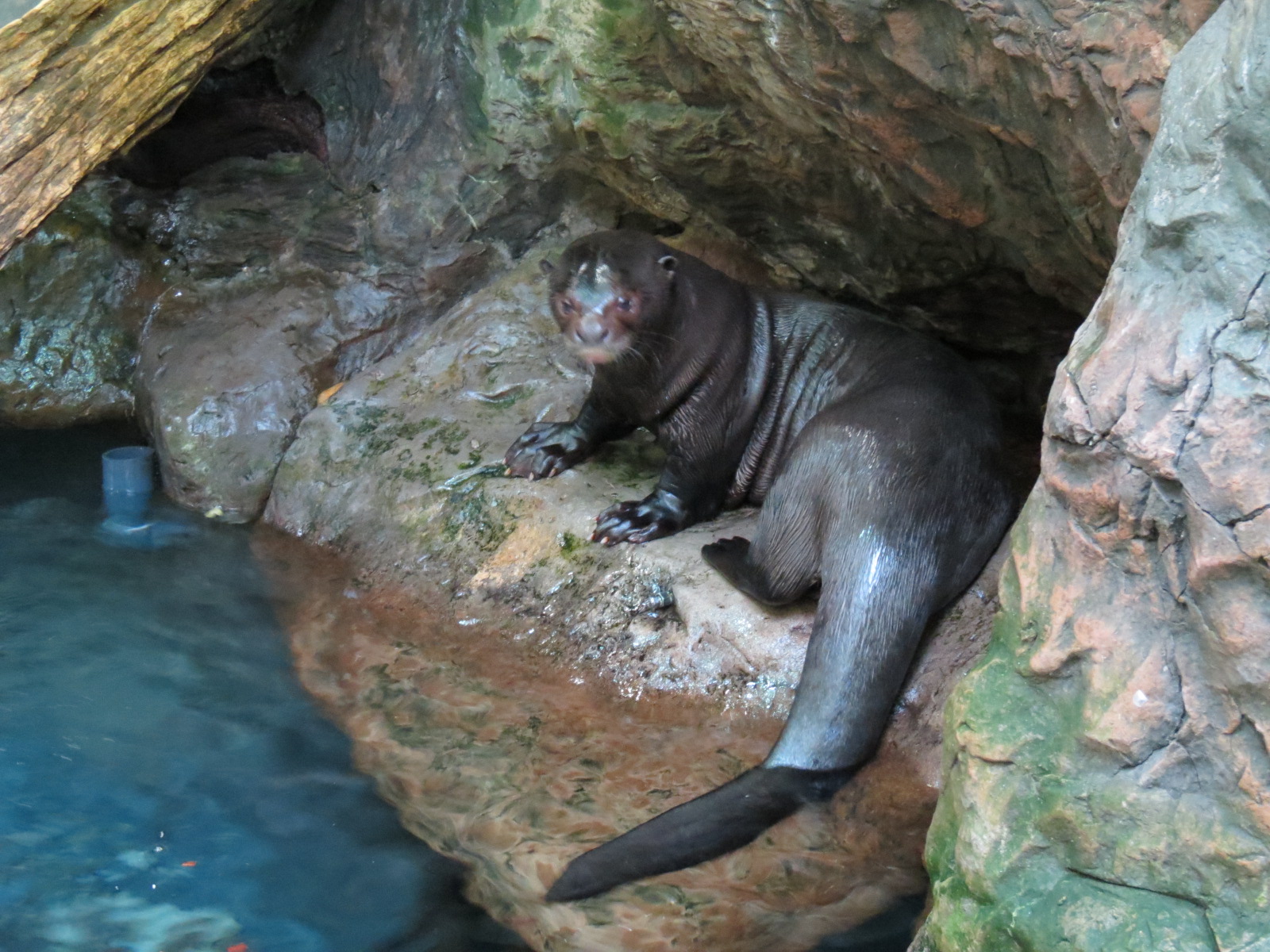 Orinoco Rainforest - Lobo del Rio Exhibit - Giant Otter