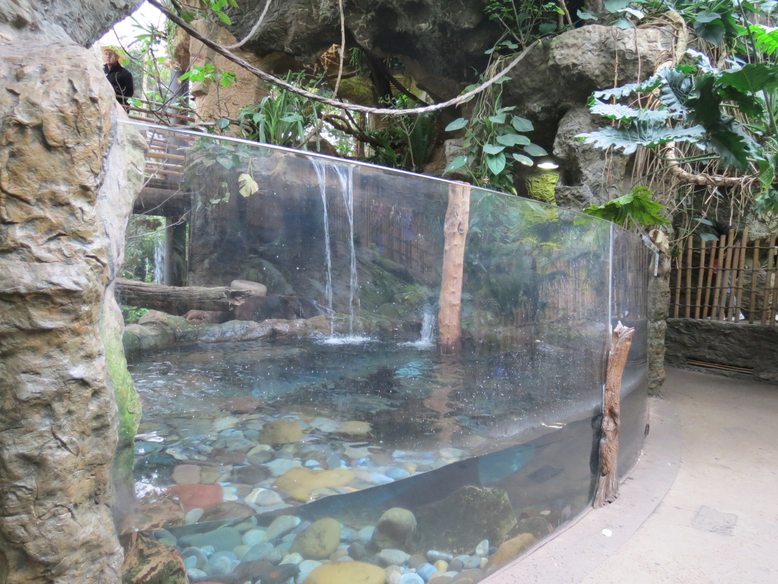 Orinoco Rainforest - Lobo del Rio Exhibit