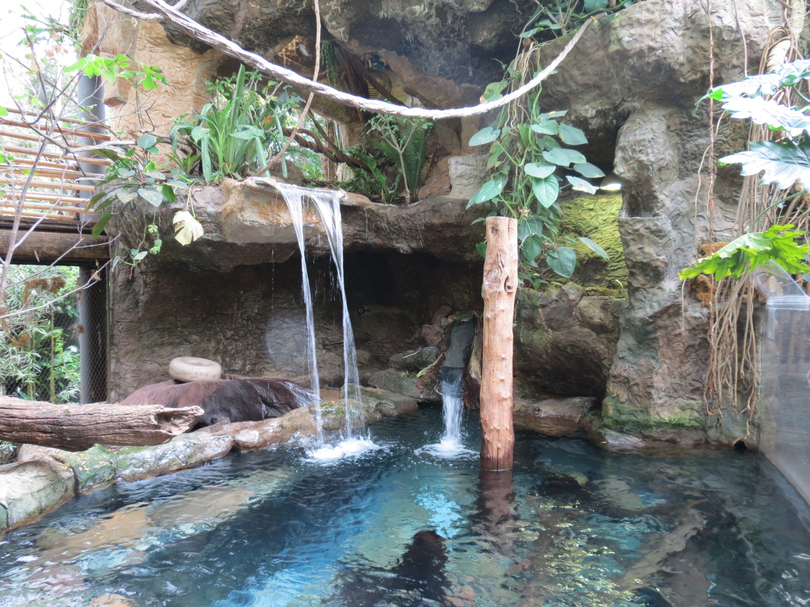 Orinoco Rainforest - Lobo del Rio Exhibit