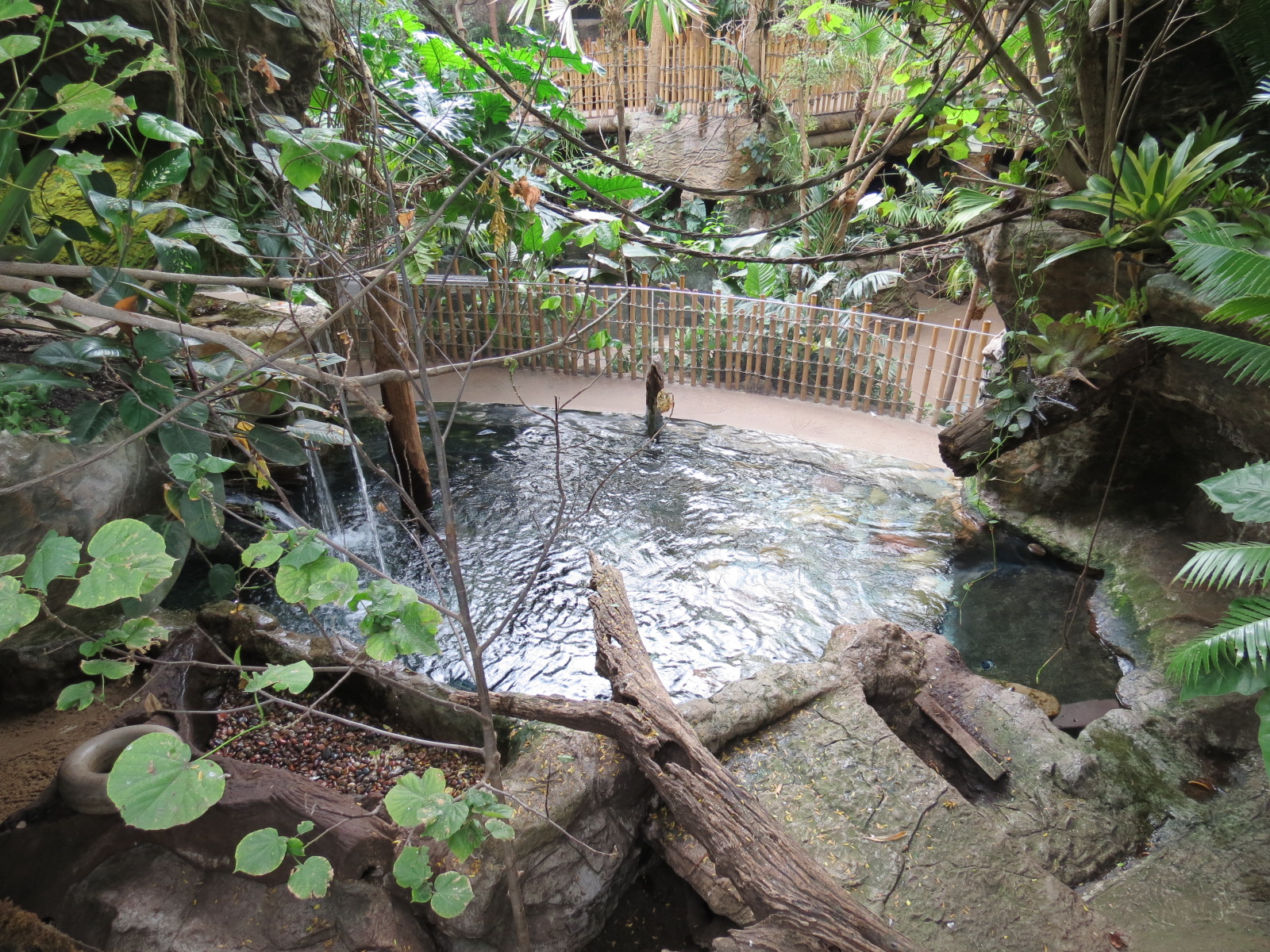 Orinoco Rainforest - Lobo del Rio Exhibit