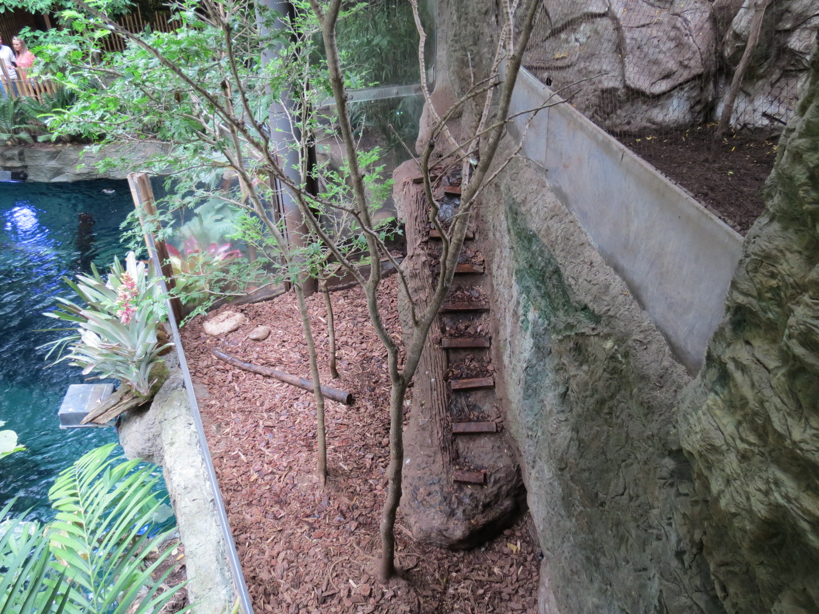 Orinoco Rainforest - Lobo del Rio Exhibit
