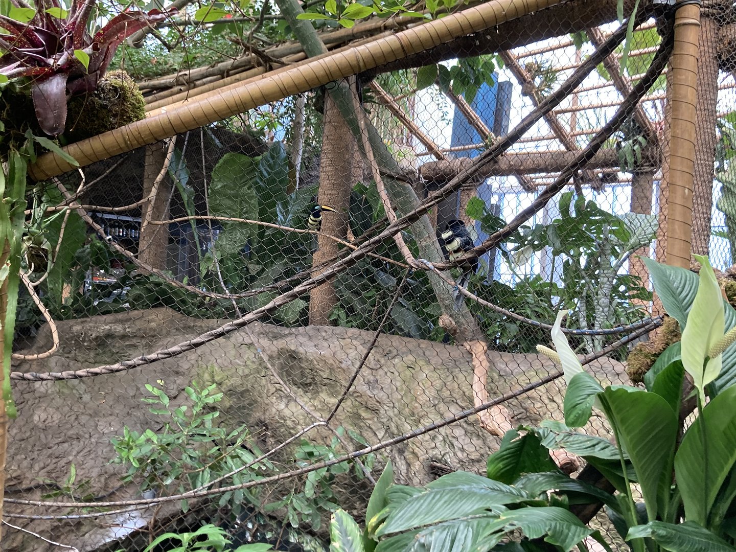 Orinoco Rainforest - Many-Banded Aracari/Emperor Tamarin Exhibit