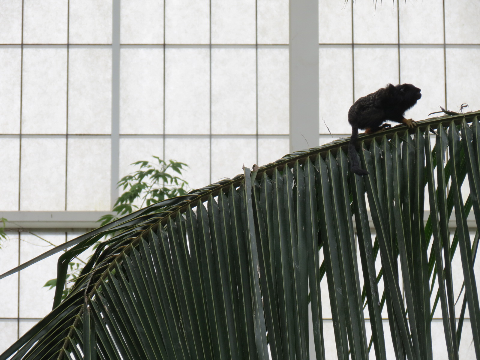 Orinoco Rainforest - Monkey Island Exhibit - Red-handed Tamarin