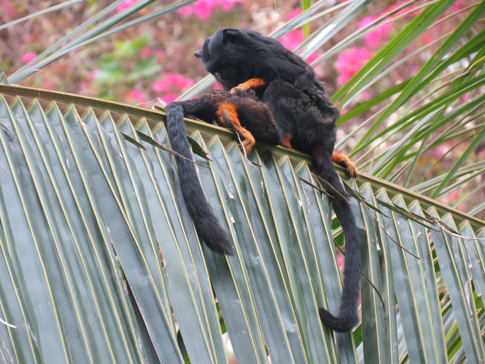 Orinoco Rainforest - Monkey Island Exhibit - Red-handed Tamarin