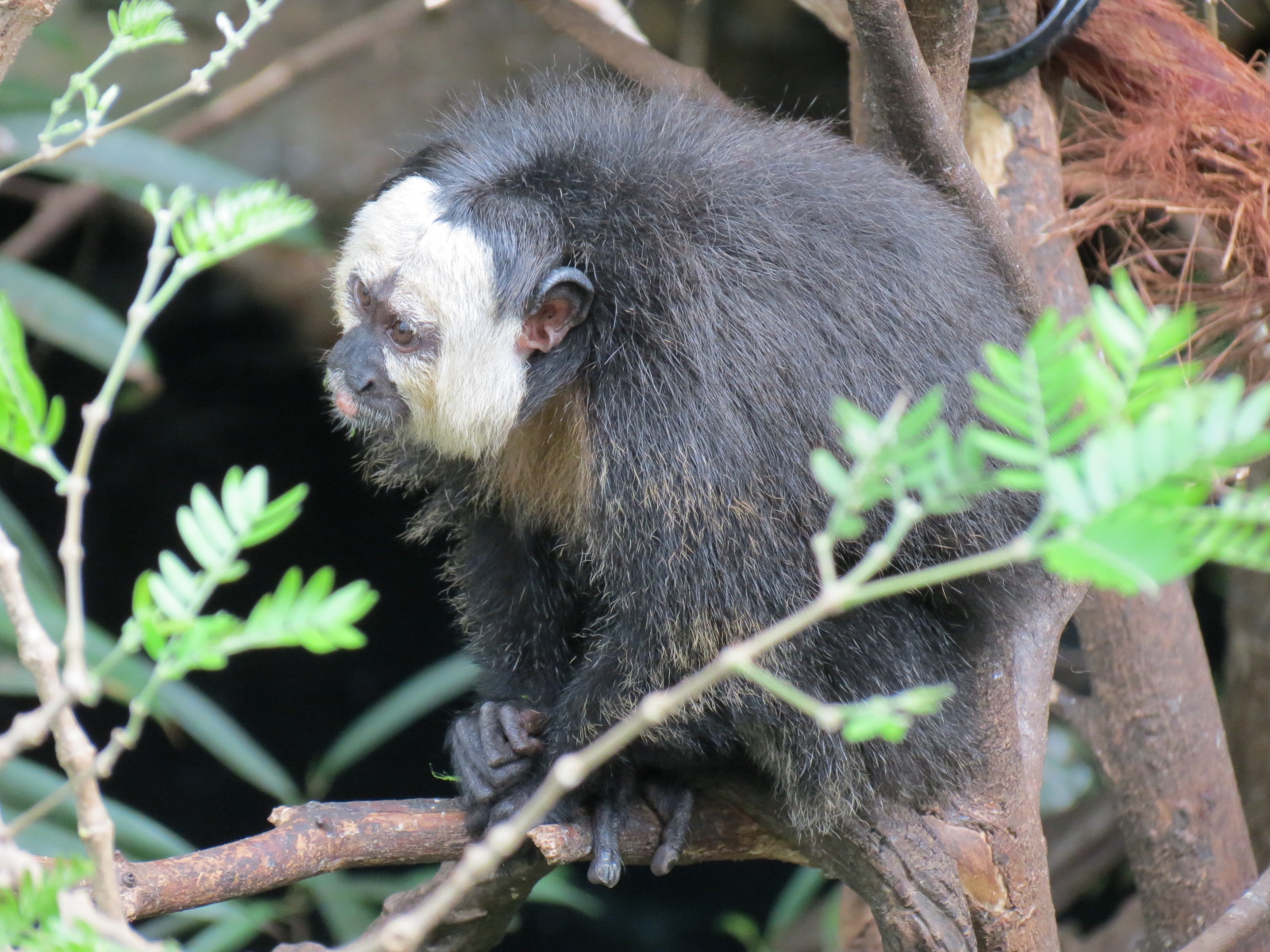 Orinoco Rainforest - Monkey Island Exhibit - White-faced Saki