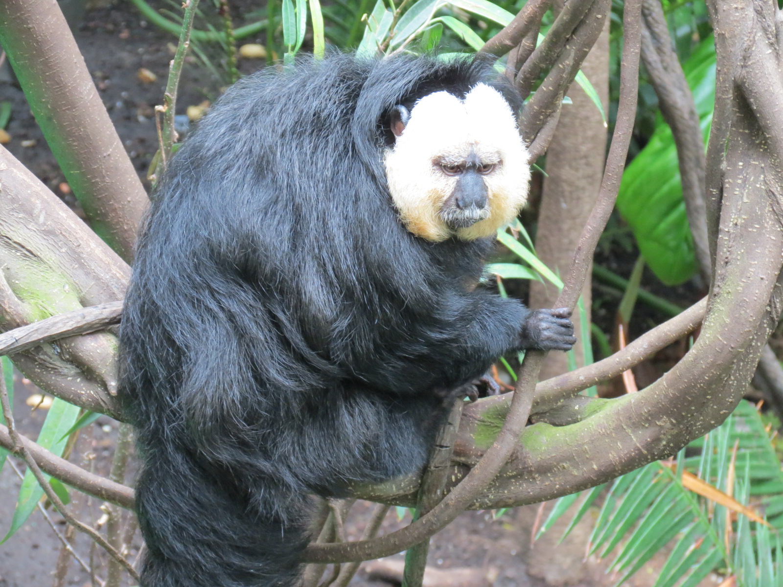 Orinoco Rainforest - Monkey Island Exhibit - White-faced Saki