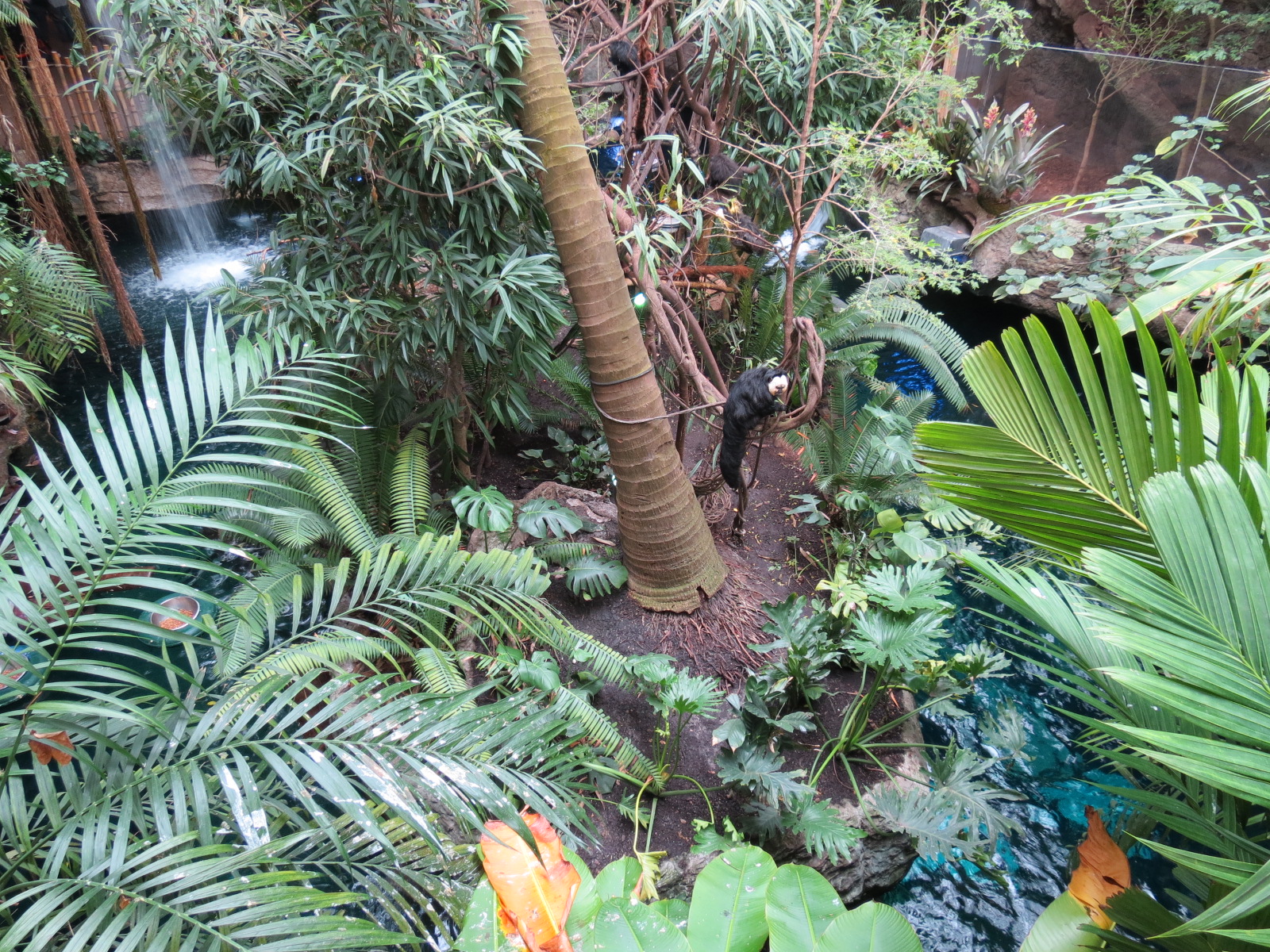 Orinoco Rainforest - Monkey Island Exhibit