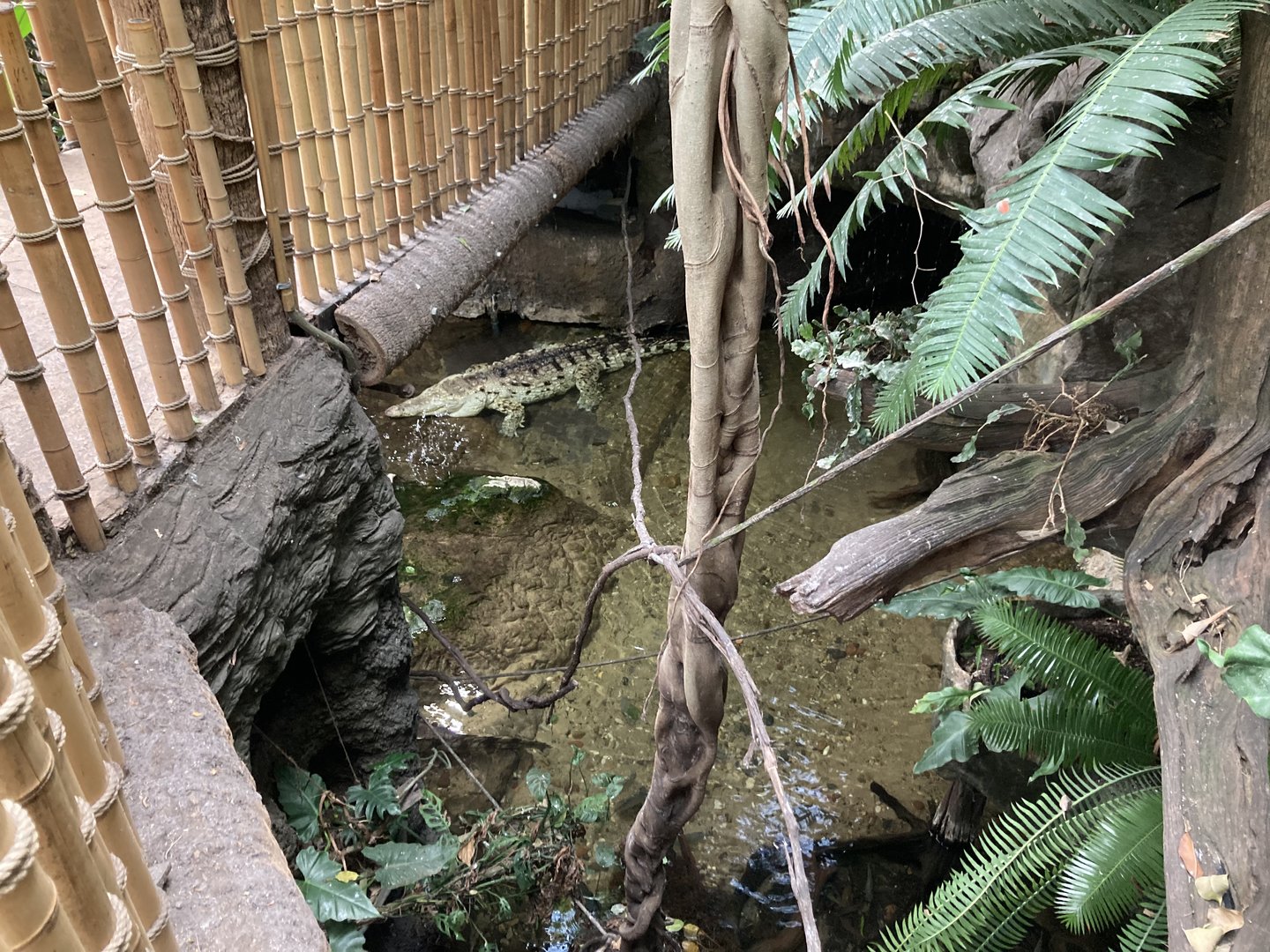 Orinoco Rainforest - Orinoco Crocodile Exhibit