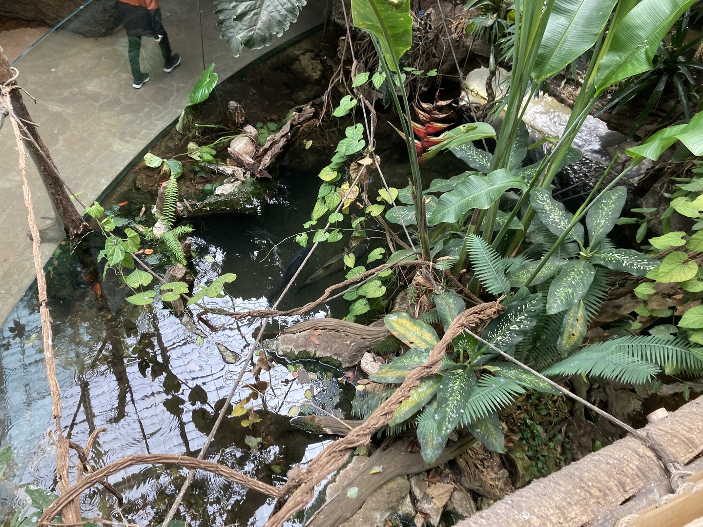 Orinoco Rainforest - Orinoco Crocodile Exhibit