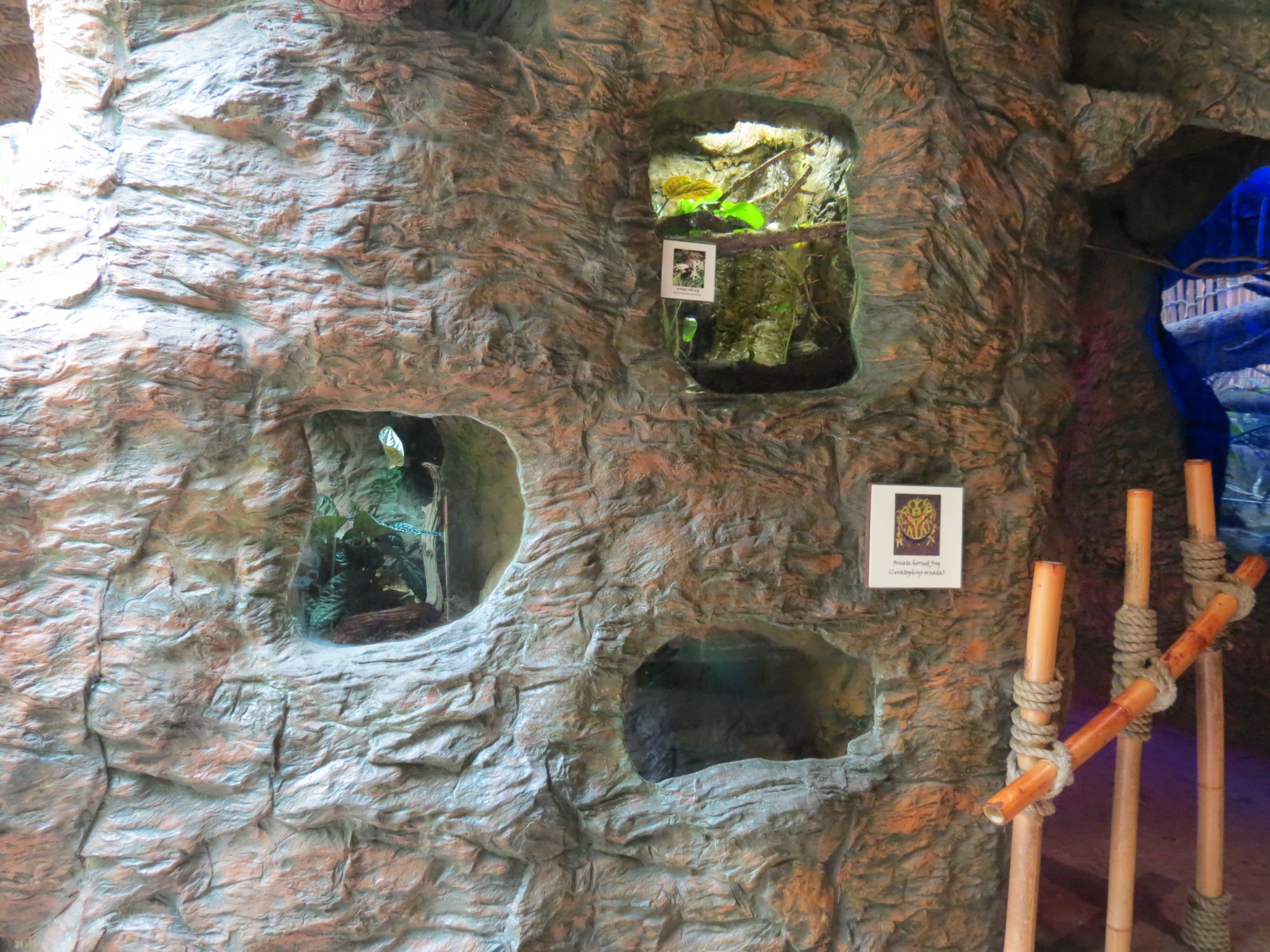 Orinoco Rainforest - Ornate Horned Frog, Amazon Milk Frog, and Goliath Bird