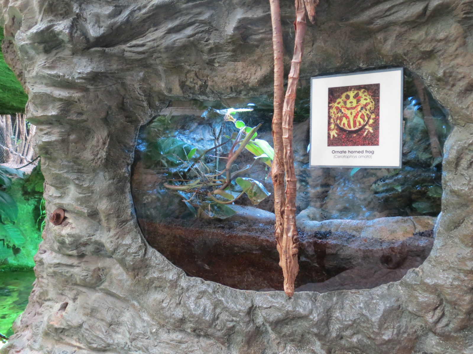 Orinoco Rainforest - Ornate Horned Frog Exhibit