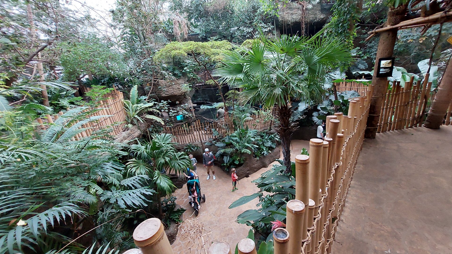 Orinoco Rainforest Overview