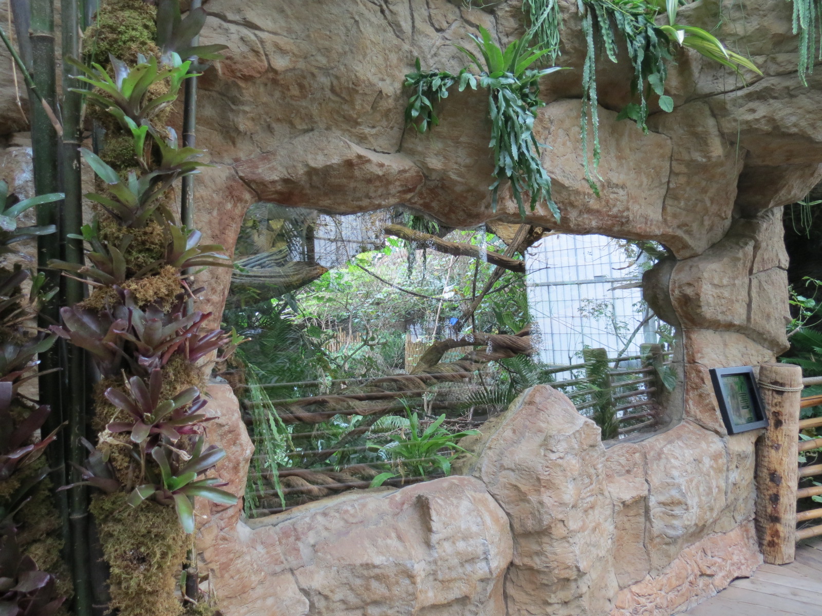 Orinoco Rainforest - Pied Tamarin Exhibit