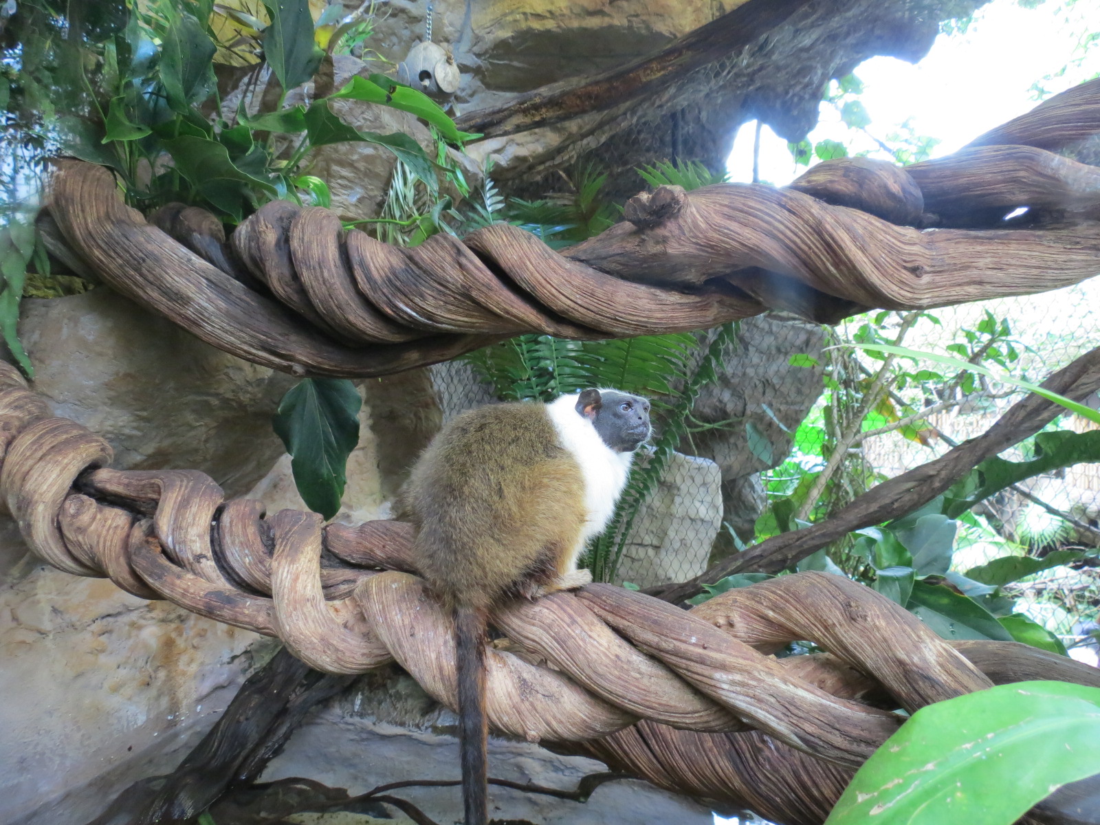 Orinoco Rainforest - Pied Tamarin Exhibit