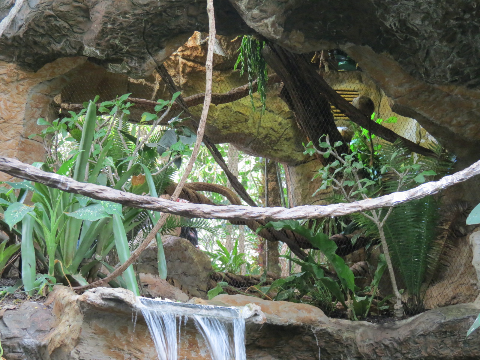 Orinoco Rainforest - Pied Tamarin Exhibit
