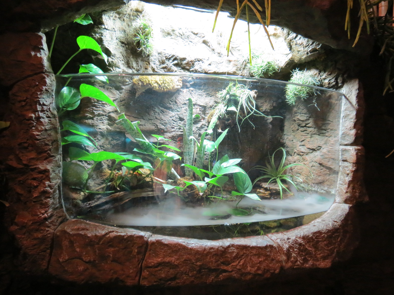 Orinoco Rainforest - Pipa-pipa Exhibit