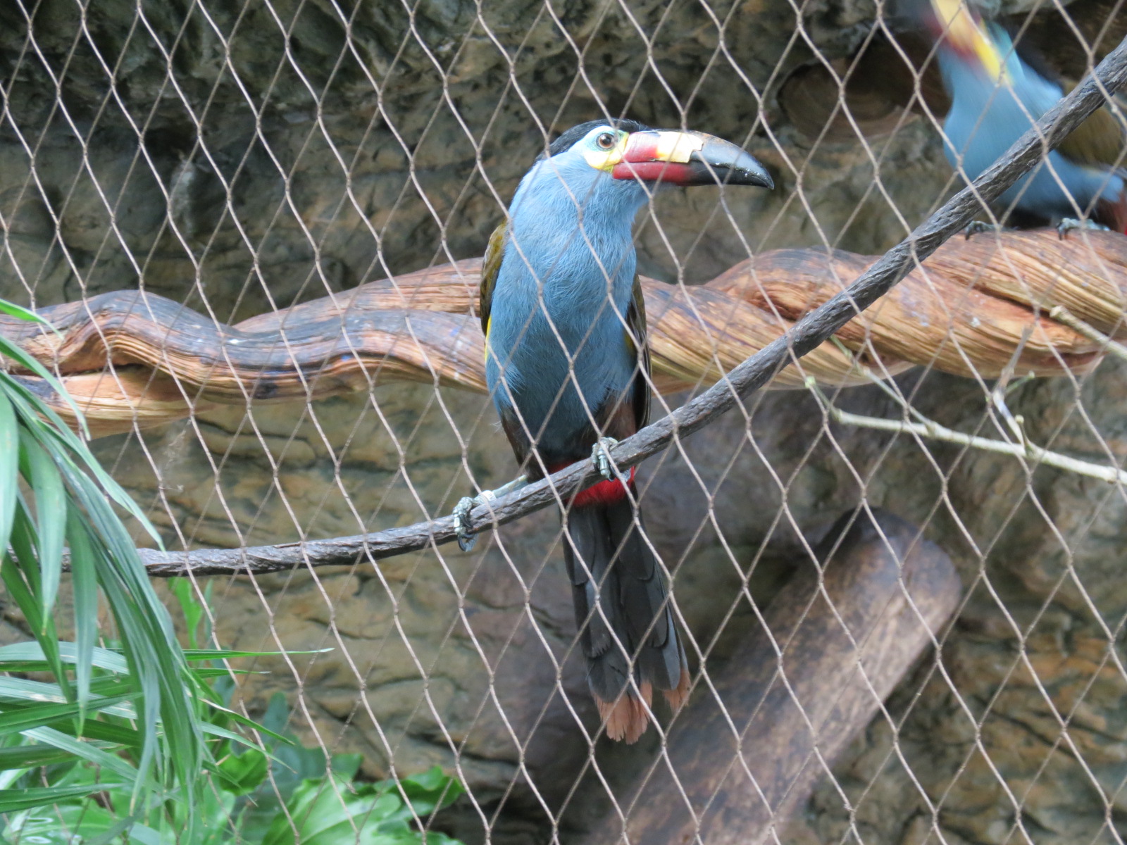 Orinoco Rainforest - Plate-billed Mountain Toucan