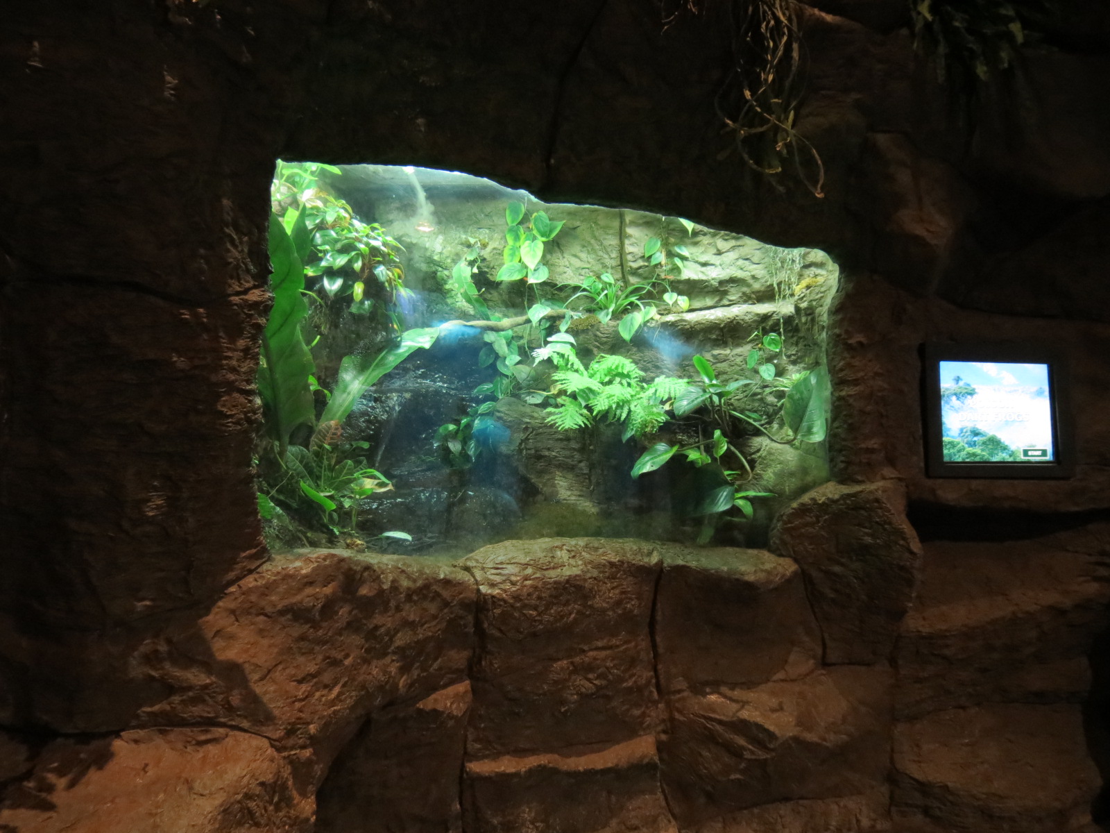 Orinoco Rainforest - Poison Dart Frogs Exhibit