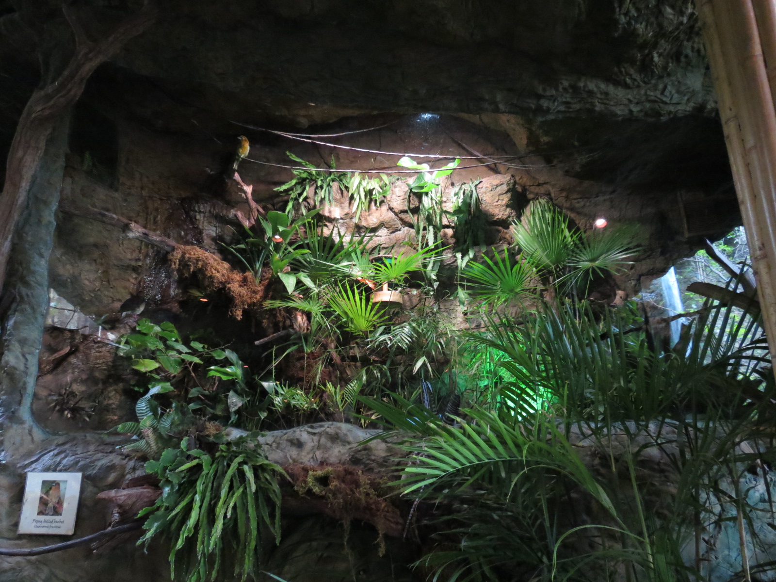 Orinoco Rainforest - Prong-billed Barbet Exhibit
