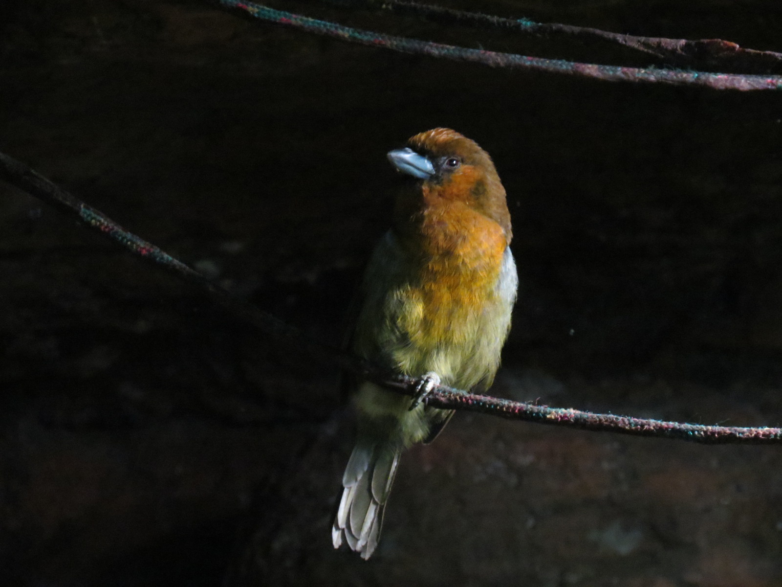 Orinoco Rainforest - Prong-billed Barbet Exhibit
