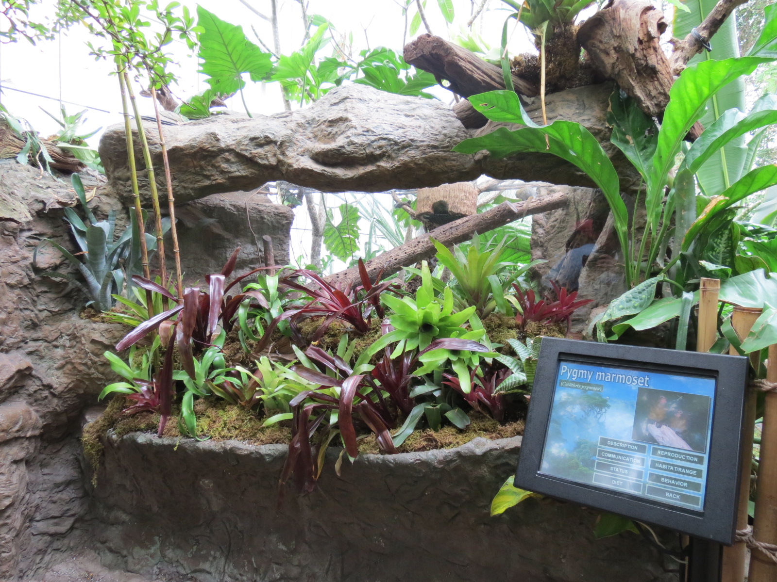 Orinoco Rainforest - Pygmy Marmoset Exhibit
