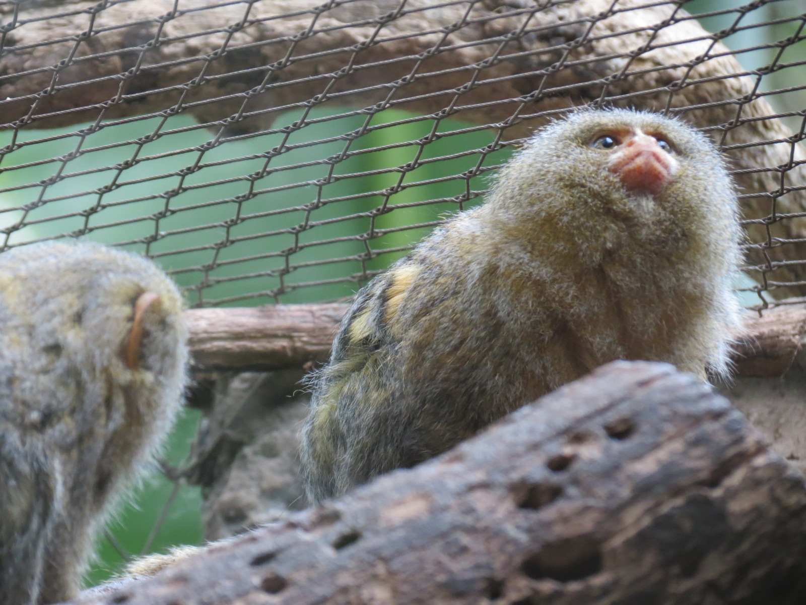Orinoco Rainforest - Pygmy Marmoset Exhibit