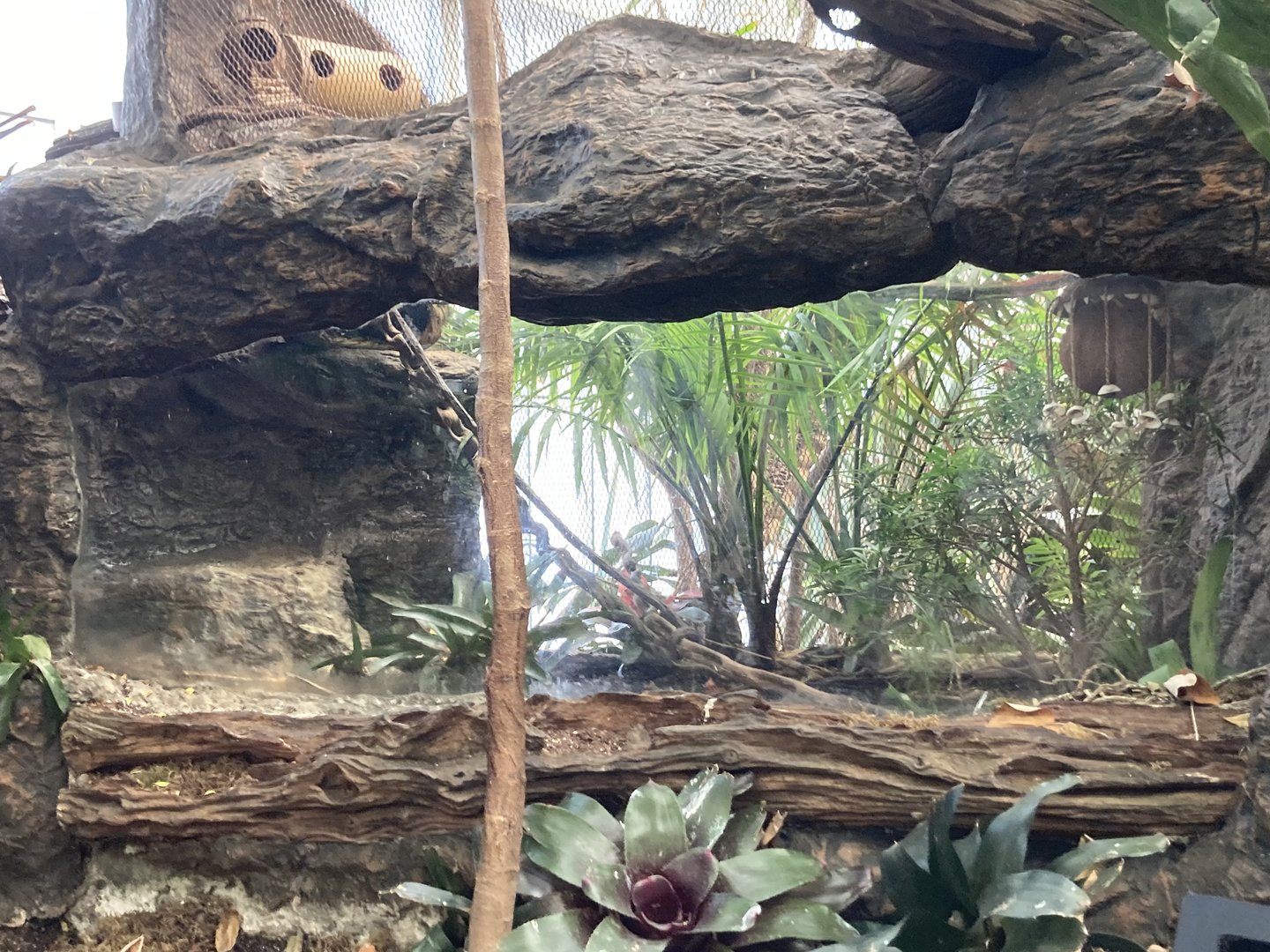 Orinoco Rainforest - Pygmy Marmoset Exhibit