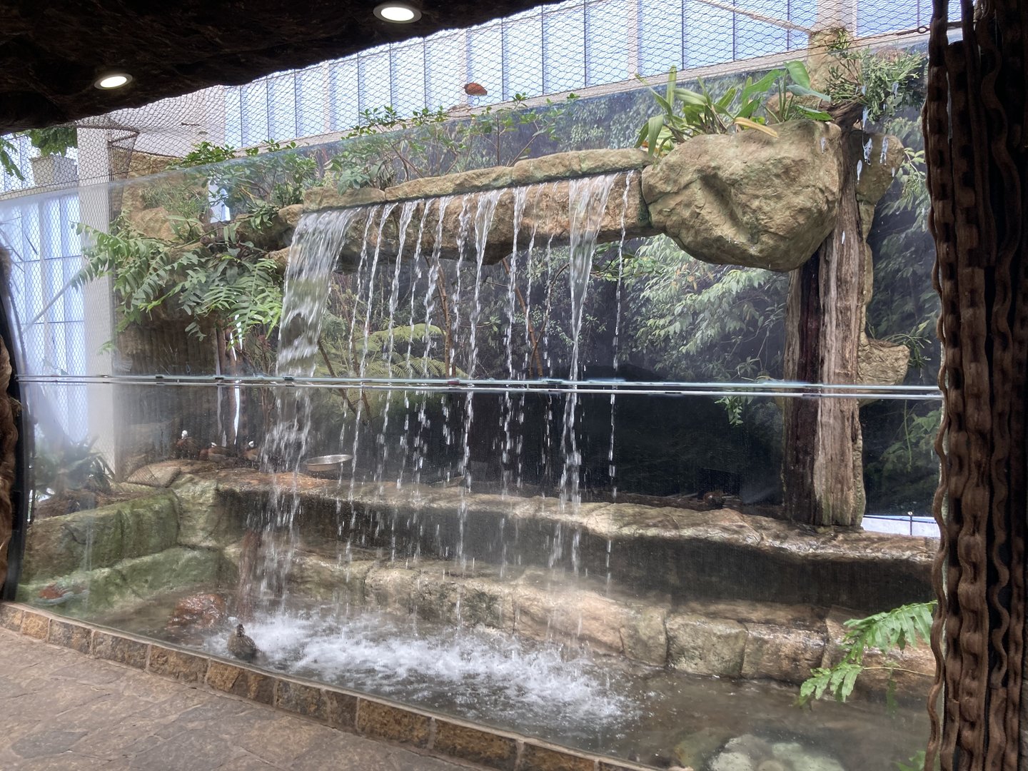 Orinoco Rainforest - Rapids Aviary
