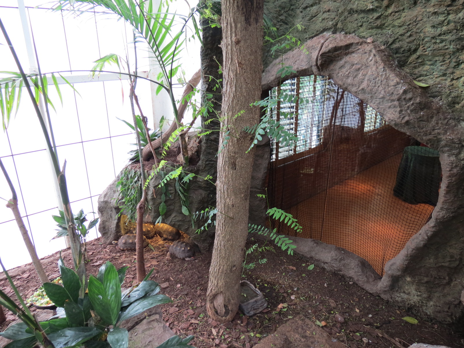 Orinoco Rainforest - Red-footed Tortoise Exhibit