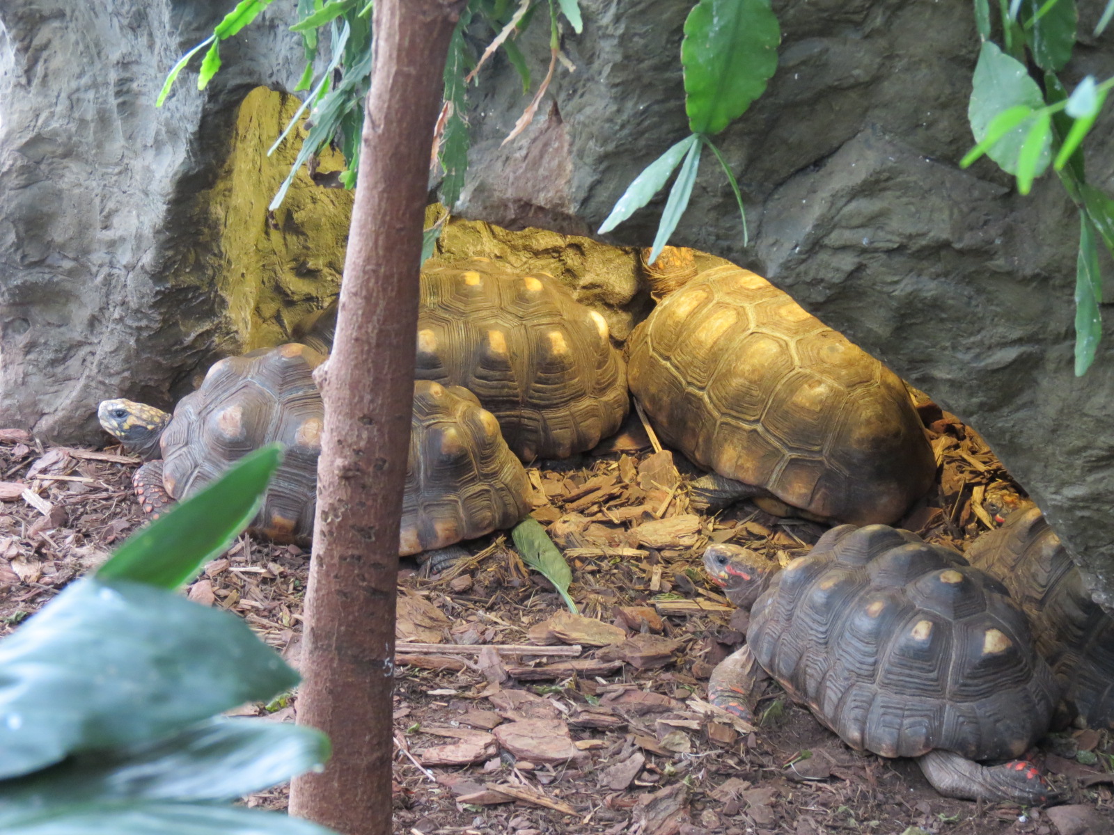 Orinoco Rainforest - Red-footed Tortoise Exhibit