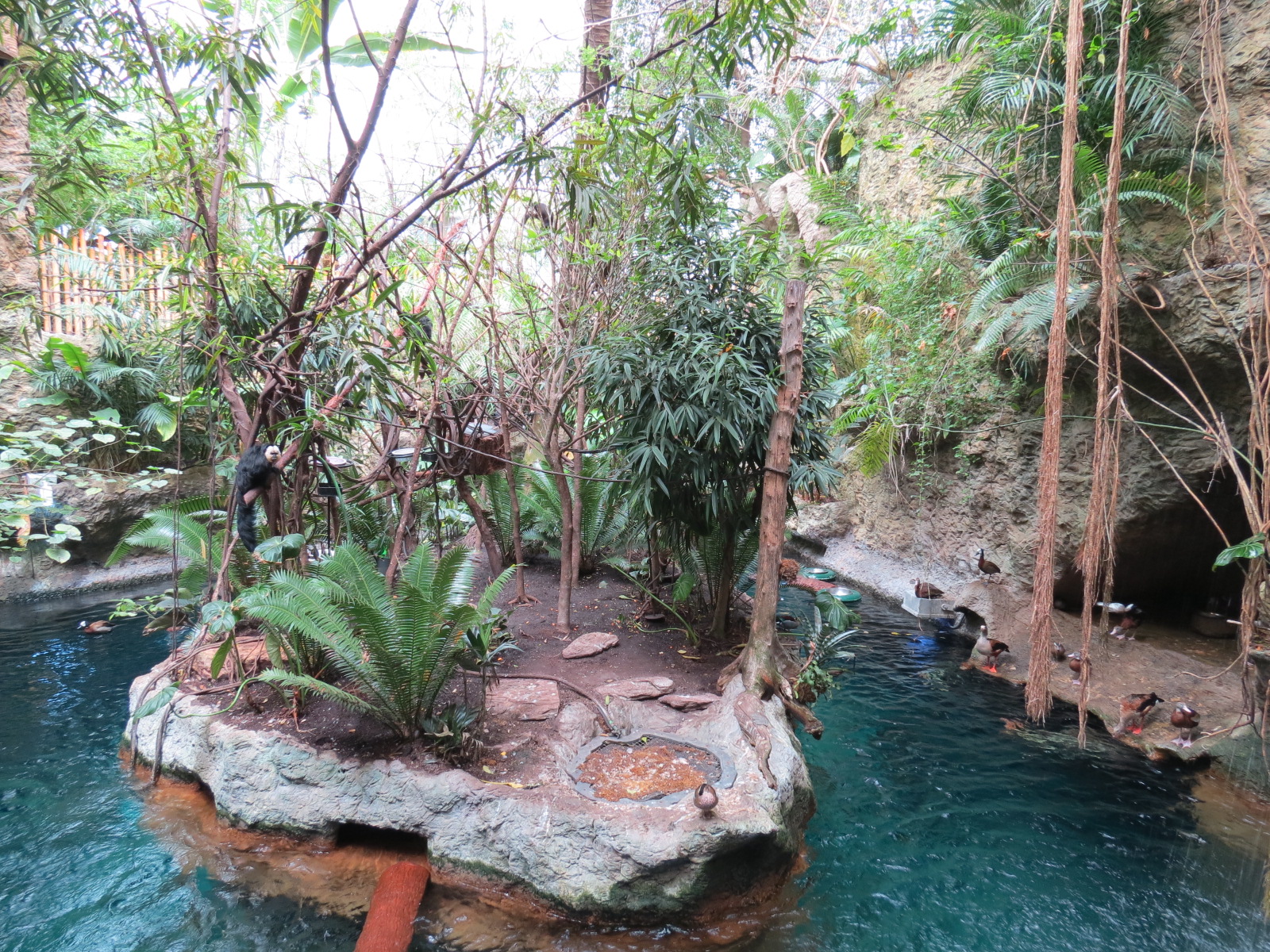Orinoco Rainforest - River and Monkey Island Exhibits