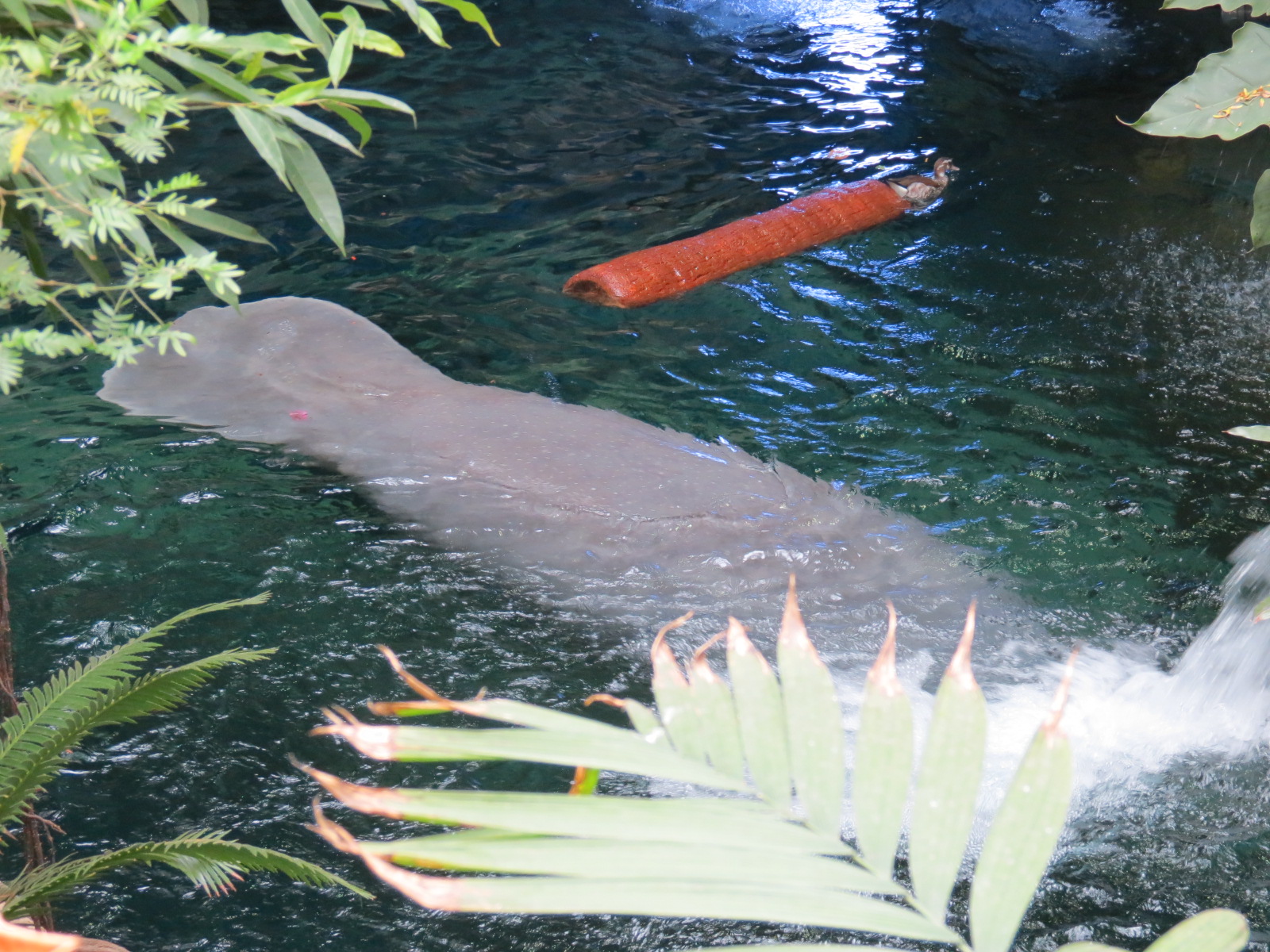 Orinoco Rainforest - River Exhibit - Antillean Manatee