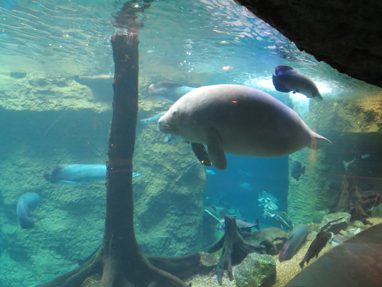 Orinoco Rainforest - River Exhibit - Antillean Manatee