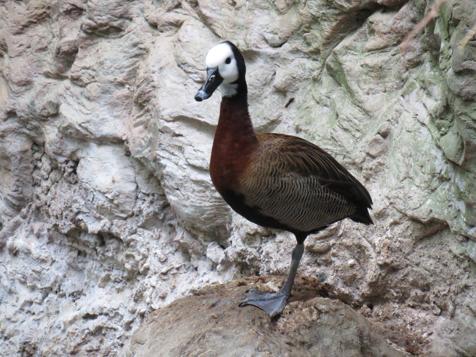 Orinoco Rainforest - River Exhibit - White-faced Whistling Duck