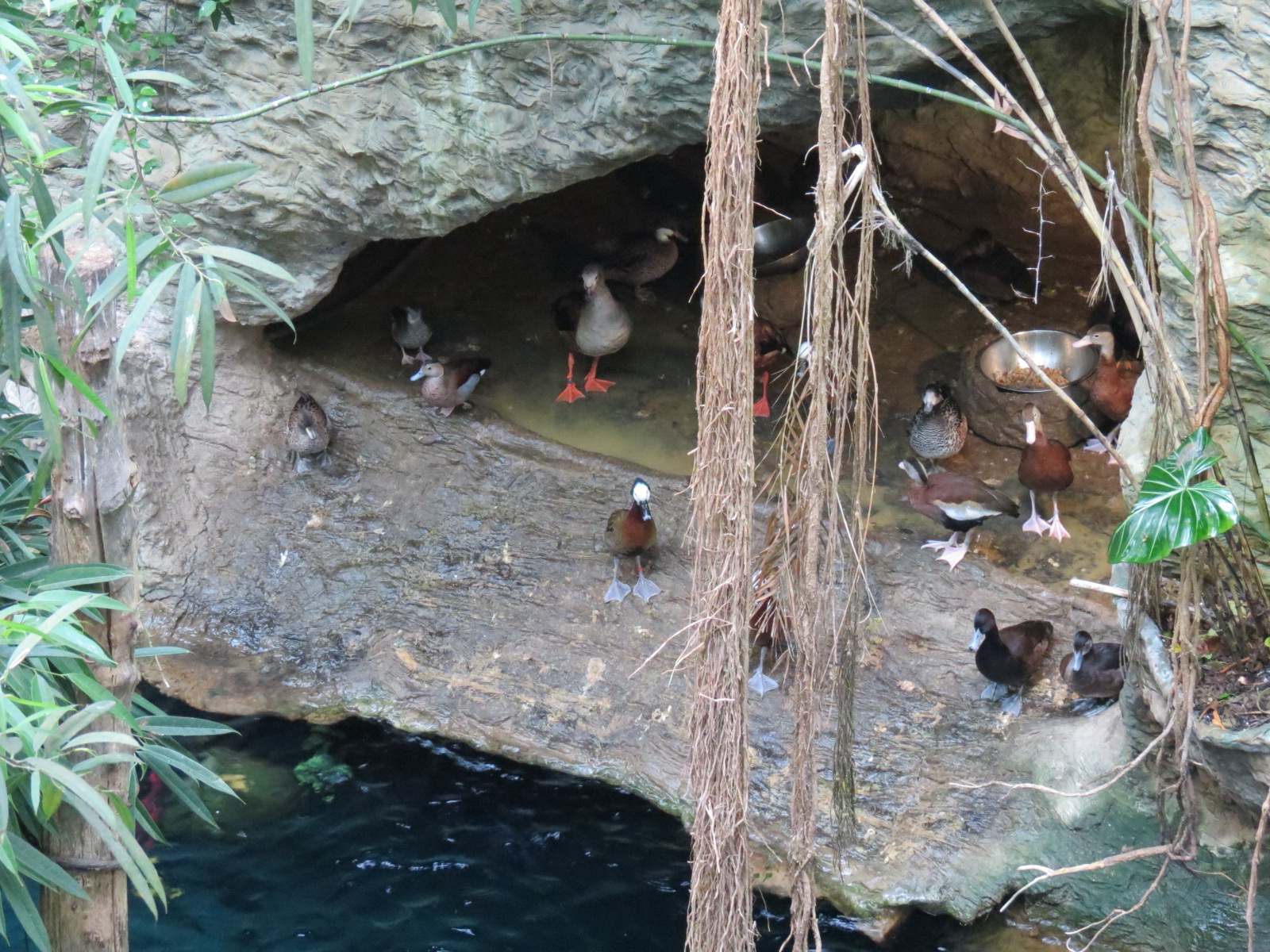 Orinoco Rainforest - River Exhibit