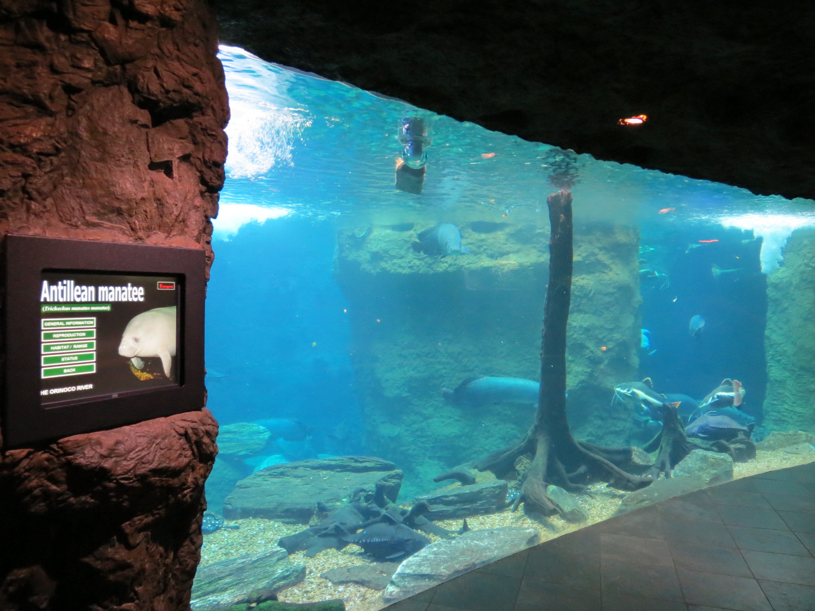 Orinoco Rainforest - River Exhibit